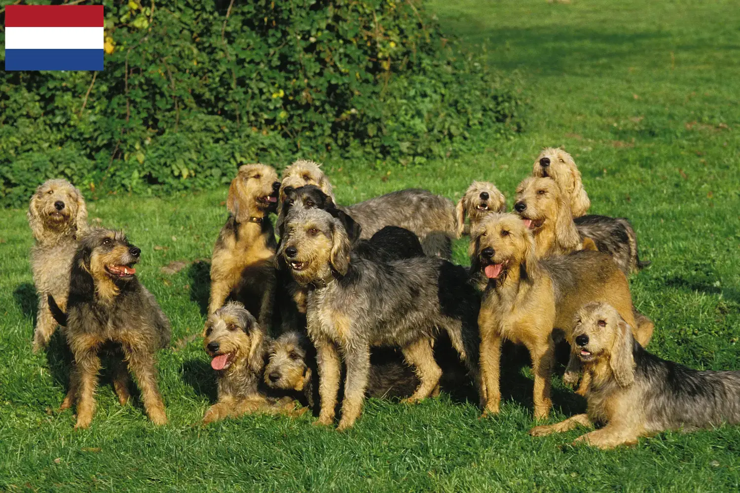 Griffon Nivernais puppies and breeders Netherlands Find Griffon Nivernais breeders in the Netherlands here.