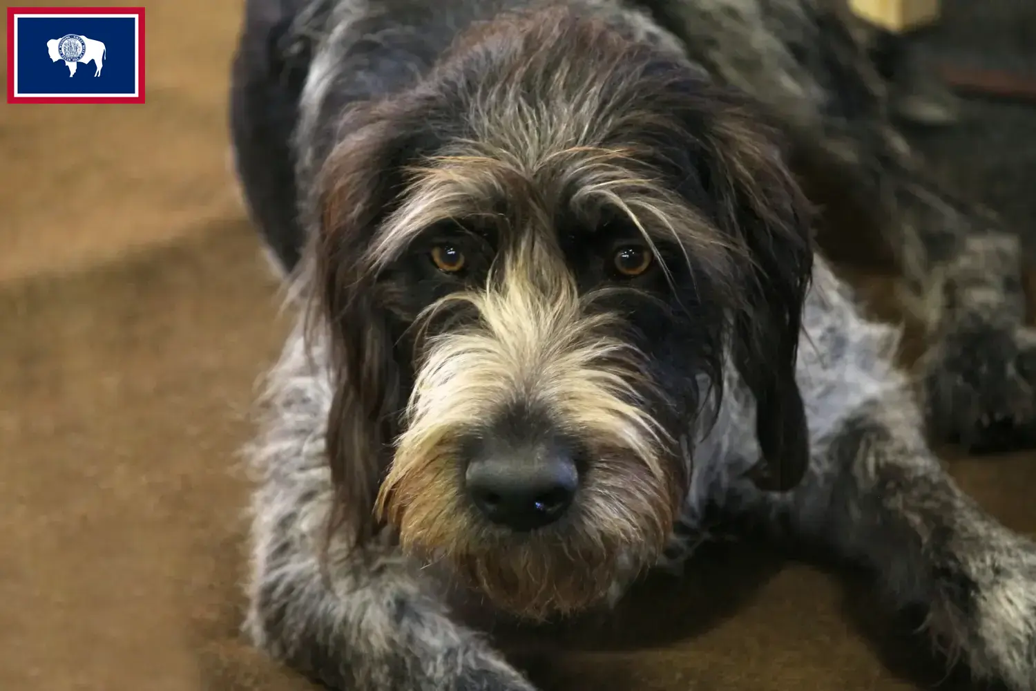 Read more about the article Griffon Nivernais breeders and puppies in Wyoming