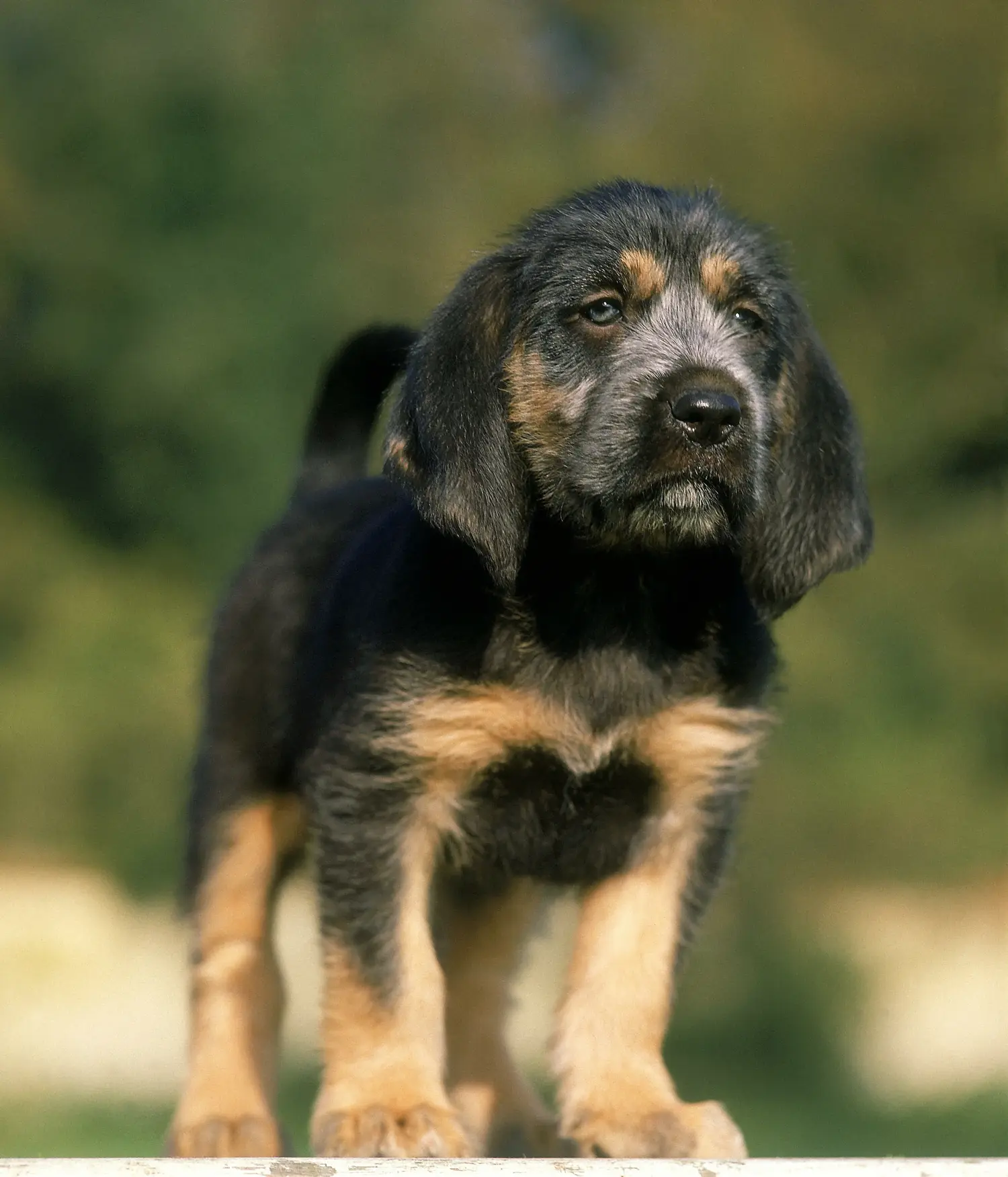 Buying a Griffon Nivernais puppy means taking responsibility! Buy Griffon Nivernais puppies.
