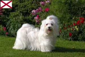 Read more about the article Havanese breeders and puppies in Alabama