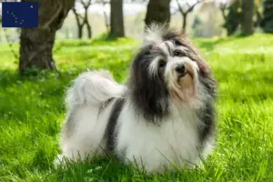 Read more about the article Havanese breeders and puppies in Alaska