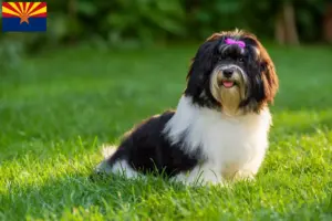 Read more about the article Havanese breeders and puppies in Arizona