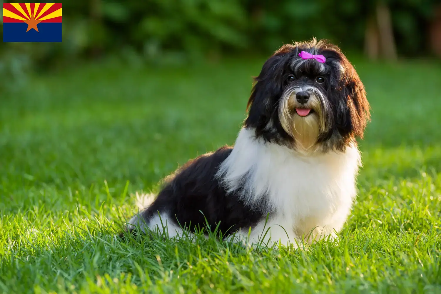 Havanese puppies and breeder Arizona Find Havanese breeders in Arizona here.