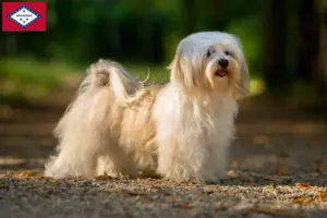 Read more about the article Havanese breeders and puppies in Arkansas