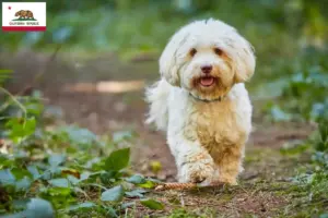 Read more about the article Havanese breeders and puppies in California