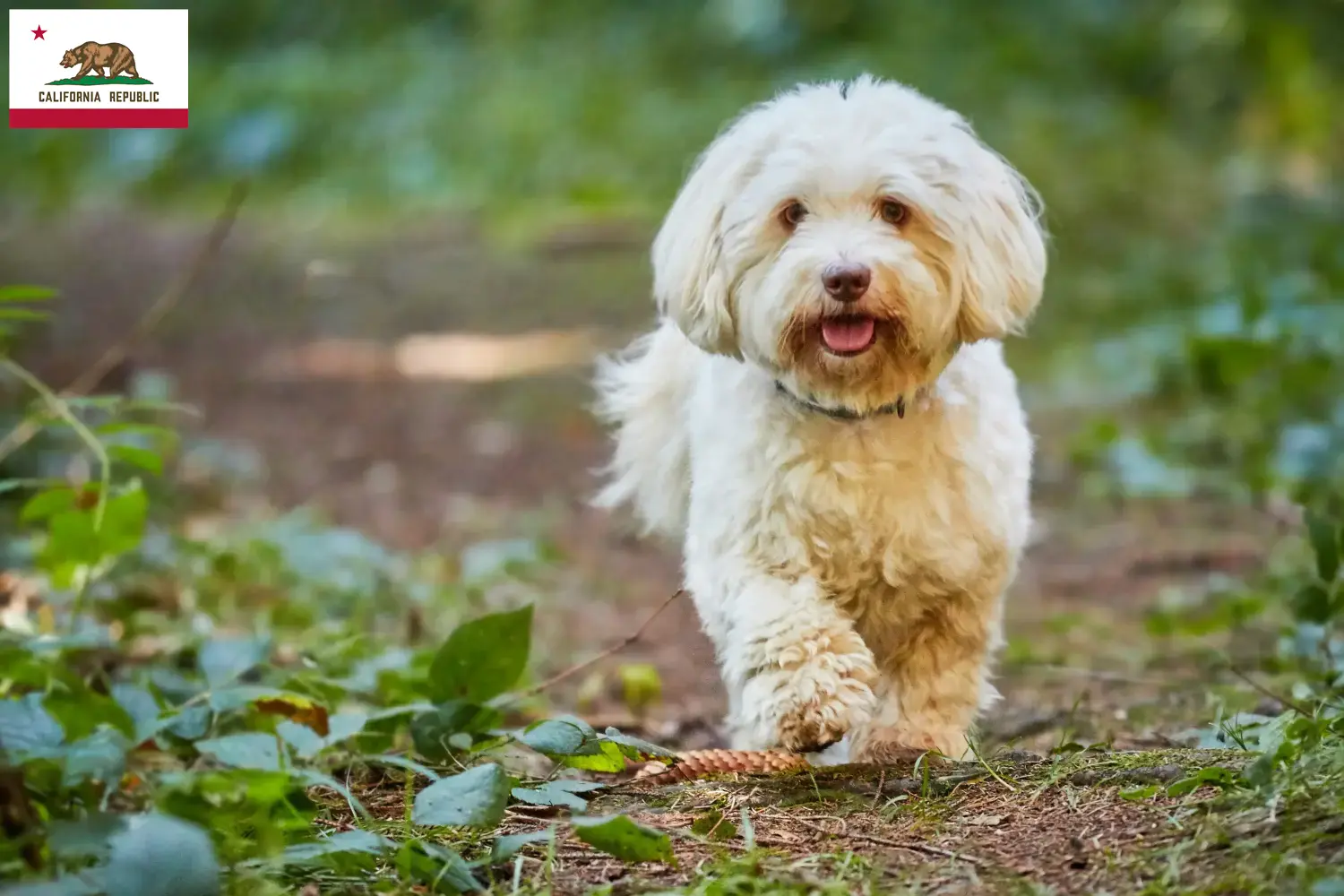 Havanese puppies and breeder California Find Havanese breeders in California here.