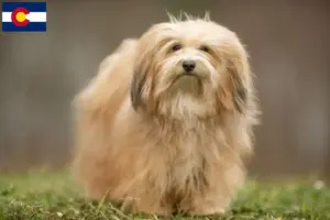 Read more about the article Havanese breeders and puppies in Colorado