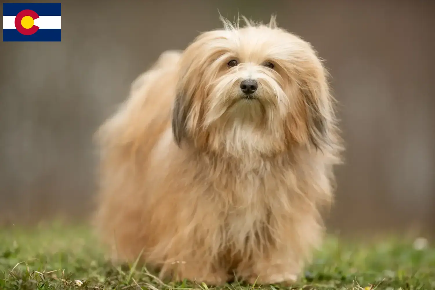 Havanese puppies and breeder Colorado Find Havanese breeders in Colorado here.