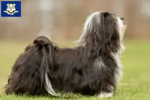 Read more about the article Havanese breeders and puppies in Connecticut
