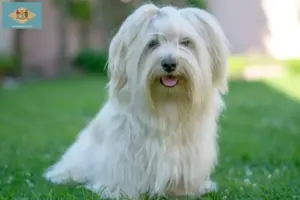Read more about the article Havanese breeders and puppies in Delaware