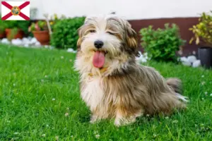 Read more about the article Havanese breeders and puppies in Florida