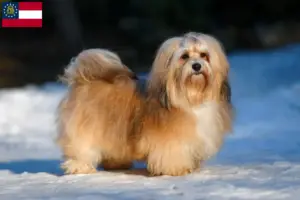 Read more about the article Havanese breeders and puppies in Georgia