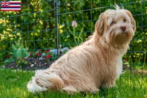 Read more about the article Havanese breeders and puppies in Hawaii
