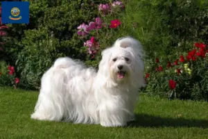 Read more about the article Havanese breeders and puppies in Idaho