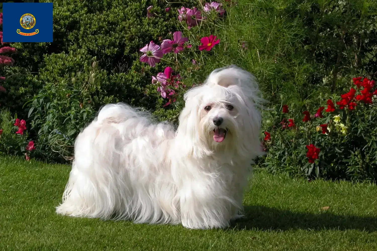 Read more about the article Havanese breeders and puppies in Idaho