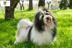 Read more about the article Havanese breeders and puppies in Illinois