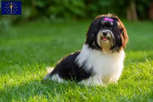 Read more about the article Havanese breeders and puppies in Indiana