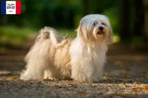 Read more about the article Havanese breeders and puppies in Iowa