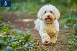 Read more about the article Havanese breeders and puppies in Kansas