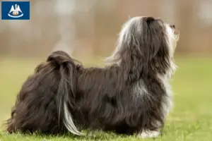 Read more about the article Havanese breeders and puppies in Louisiana