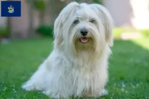 Read more about the article Havanese breeders and puppies in Maine