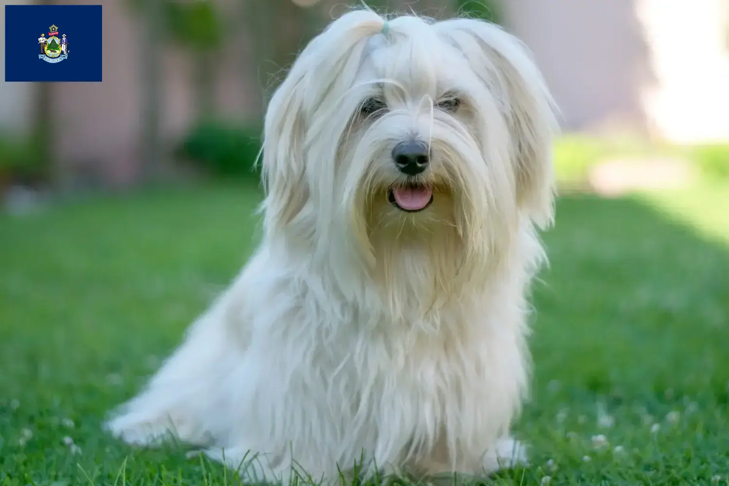 Havanese puppies and breeders Maine Find Havanese breeders in Maine here.