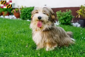 Read more about the article Havanese breeders and puppies in Maryland