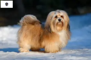 Read more about the article Havanese breeders and puppies in Massachusetts