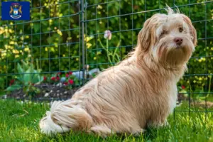 Read more about the article Havanese breeders and puppies in Michigan