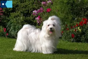 Read more about the article Havanese breeders and puppies in Minnesota
