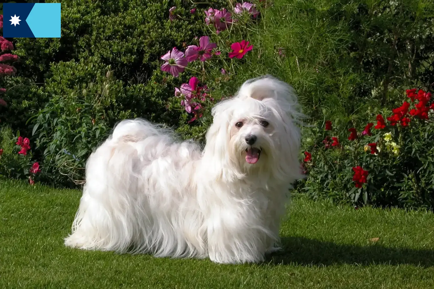 Havanese puppies and breeders Minnesota Find Havanese breeders in Minnesota here.