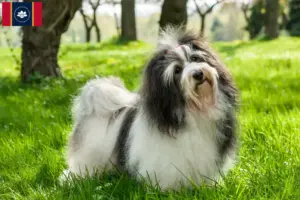Read more about the article Havanese breeders and puppies in Mississippi