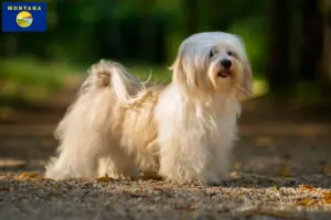Read more about the article Havanese breeders and puppies in Montana