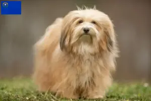 Read more about the article Havanese breeders and puppies in Nevada