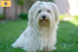 Read more about the article Havanese breeders and puppies in New Jersey