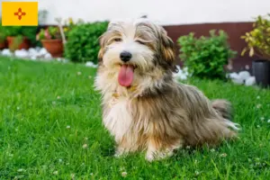 Read more about the article Havanese breeders and puppies in New Mexico