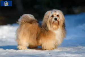 Read more about the article Havanese breeders and puppies in New York