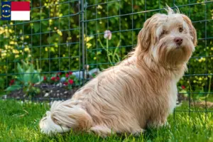 Read more about the article Havanese breeders and puppies in North Carolina