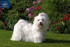 Read more about the article Havanese breeders and puppies in North Dakota