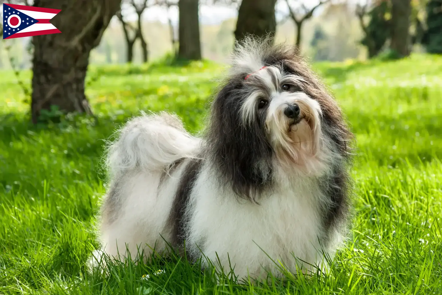 Havanese puppies and breeder Ohio Find Havanese breeders in Ohio here.