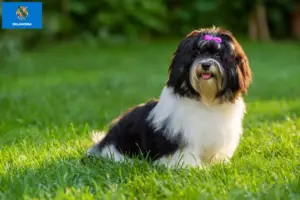 Read more about the article Havanese breeders and puppies in Oklahoma