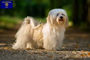 Read more about the article Havanese breeders and puppies in Oregon