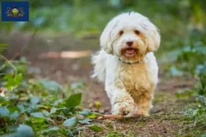 Read more about the article Havanese breeders and puppies in Pennsylvania