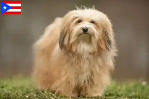 Read more about the article Havanese breeders and puppies in Puerto Rico