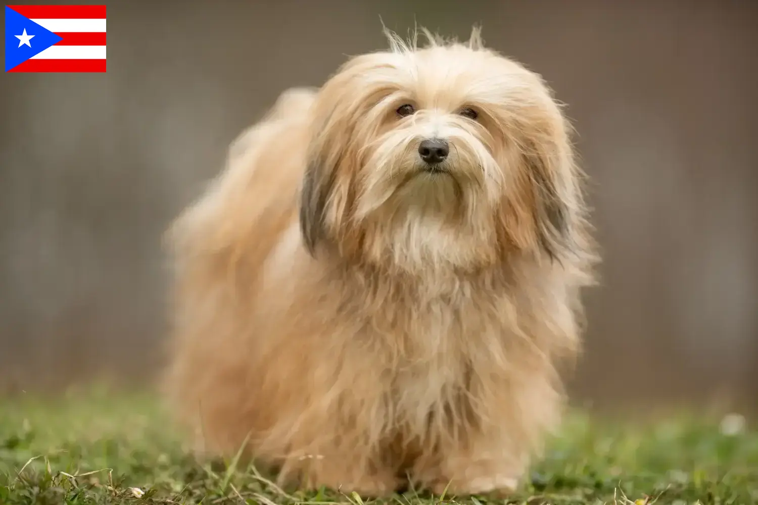 Havanese puppies and breeders Puerto Rico Find Havanese breeders in Puerto Rico here.
