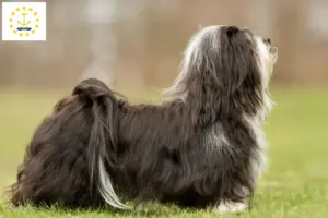 Read more about the article Havanese breeders and puppies in Rhode Island