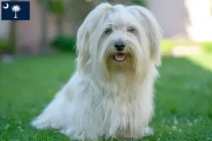 Read more about the article Havanese breeders and puppies in South Carolina