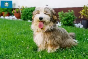Read more about the article Havanese breeders and puppies in South Dakota