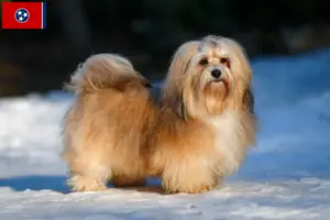 Read more about the article Havanese breeders and puppies in Tennessee