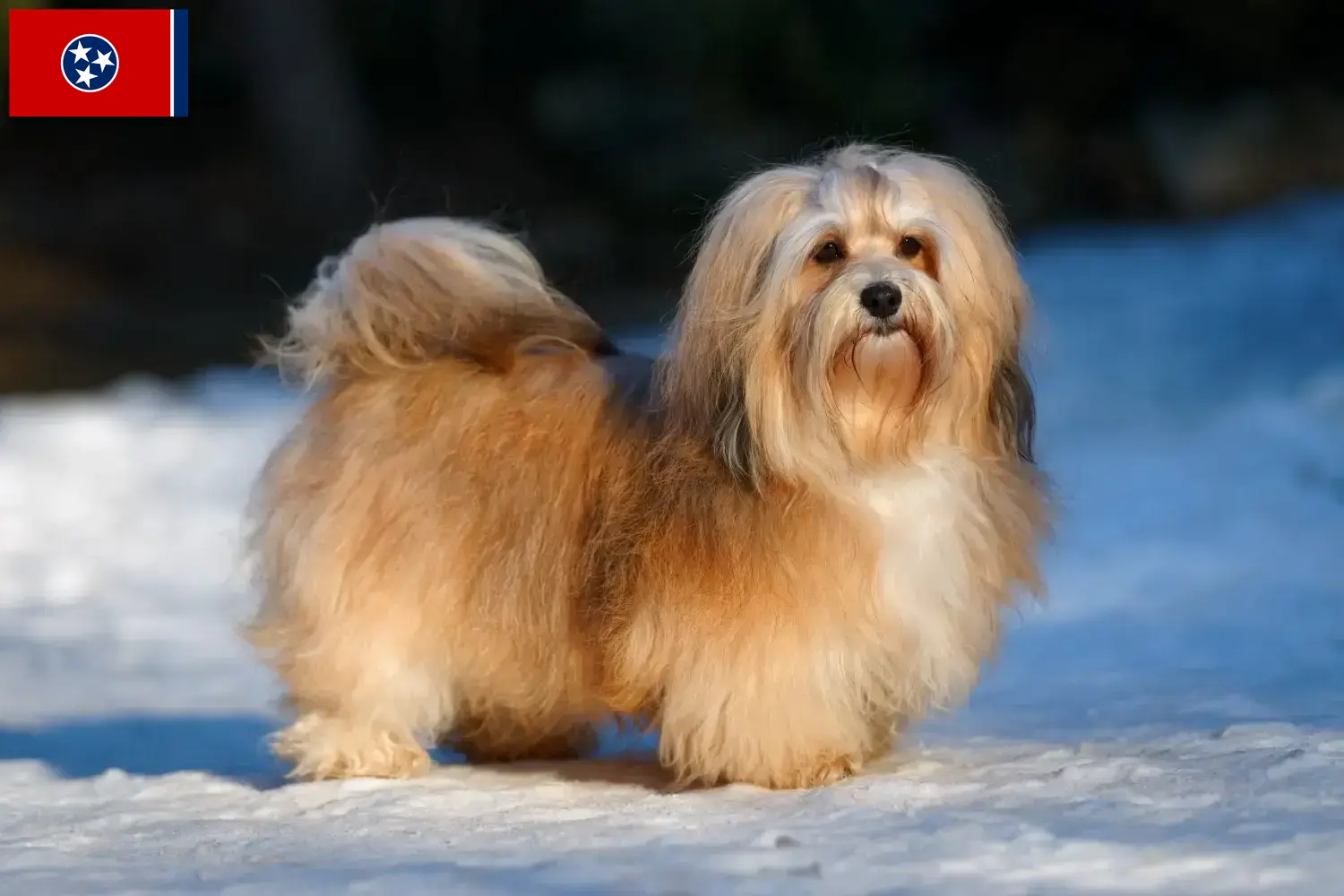 Havanese puppies and breeder Tennessee Find Havanese breeders in Tennessee here.